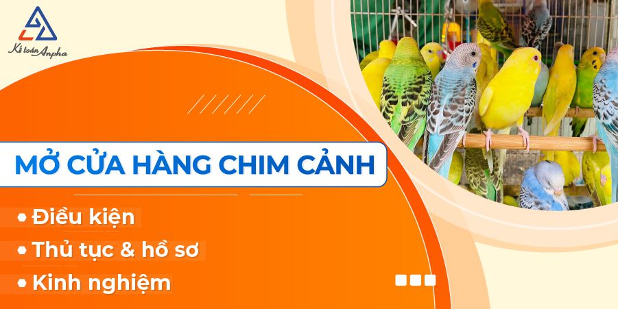 Top cửa hàng chim cảnh uy tín tại Buôn Ma Thuột, Đắk Lắk - DAKdesign -  Thiết kế web DakLak